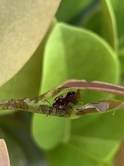 Cryptocephalus irroratus