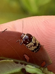 Cryptocephalus irroratus