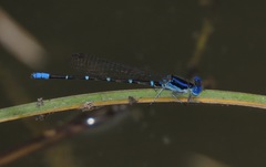 Argia sedula