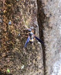 Ancistrocerus unifasciatus