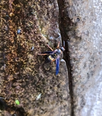 Ancistrocerus unifasciatus