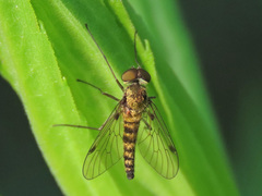Chrysopilus splendidus