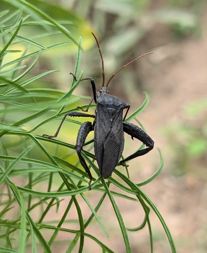 Florida Leaf-footed Bug photo 6
