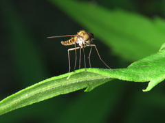 Chrysopilus splendidus