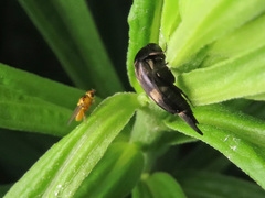 Variimorda villosa
