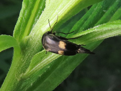 Variimorda villosa