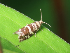 Epinotia tedella