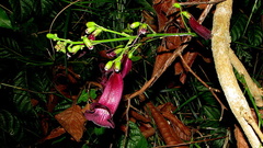 Jacaranda jasminoides