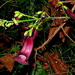 Jacaranda jasminoides - Photo (c) Alex Popovkin, algunos derechos reservados (CC BY-NC-ND), subido por Alex Popovkin