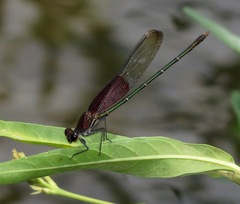 Hetaerina americana