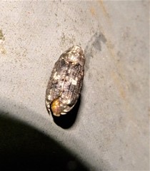 Gasterocercus depressirostris