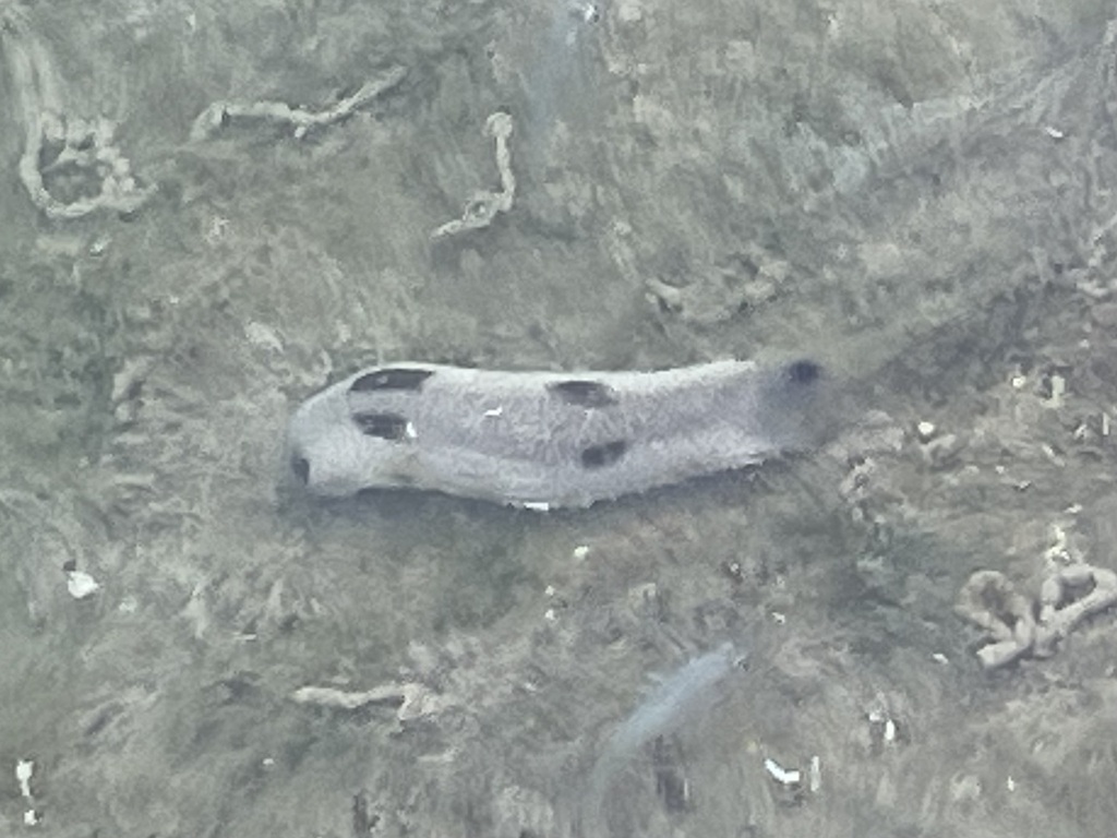 Brown Sandfish