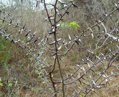 Vachellia campeachiana, photograph Francisco Farriols Sarabia, CC BY, iNaturalist via GBIF