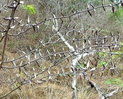 Vachellia campeachiana, photograph Francisco Farriols Sarabia, CC BY, iNaturalist via GBIF