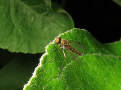 Chrysopilus splendidus