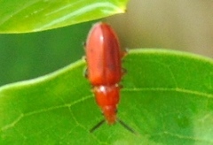 Orsodacnidae
