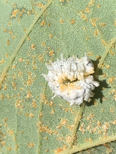 Alder Sawfly photo 5