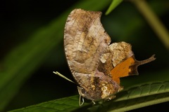 Consul fabius diffusus