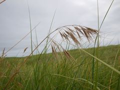 Bromus rigidus