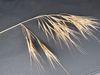 Ripgut Brome - Photo (c) Kathleen Sayce, some rights reserved (CC BY-NC), uploaded by Kathleen Sayce
