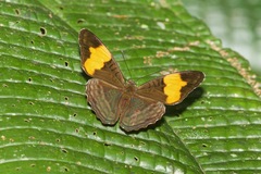 Adelpha saundersii