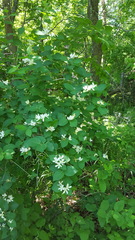Myricaceae