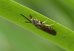 Myzinum quinquecinctum