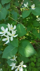 Myricaceae