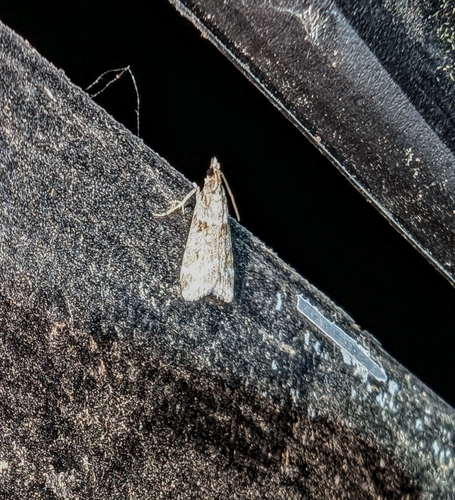 Double-striped Scoparia Moth photo 3