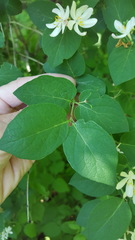 Myricaceae