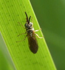 Myzinum quinquecinctum