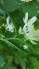 Myricaceae