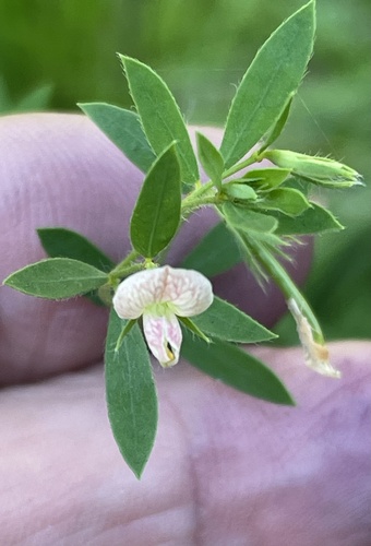 Image of Acmispon helleri by no rights reserved