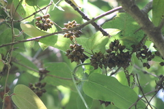 Smilax moranensis