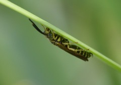 Myzinum quinquecinctum