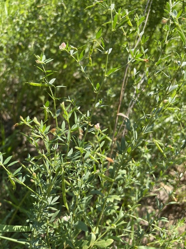 Image of Acmispon helleri by no rights reserved