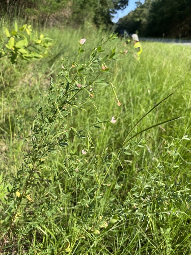 Image of Acmispon helleri by no rights reserved
