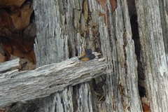 Pyromorpha dimidiata