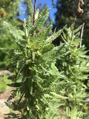 Chamaebatiaria millefolium