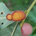Hedgehog Gall Wasp - Photo (c) matthew_wills, some rights reserved (CC BY-NC), uploaded by matthew_wills