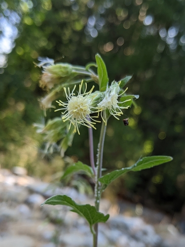 Image of Brickellia grandiflora by (c) Kayla Sweeten, some rights reserved (CC BY)