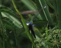 Libellula comanche
