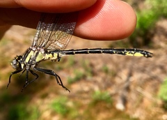 Phanogomphus descriptus