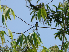 Sporophila nigricollis
