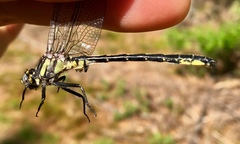 Phanogomphus descriptus
