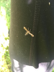 Geina periscelidactylus