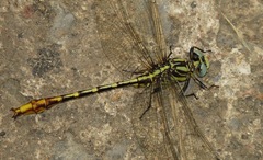 Phanogomphus militaris