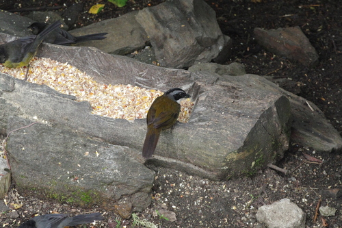 Sierra Nevada Brushfinch (Arremon basilicus), photo 9