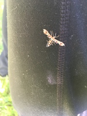 Geina periscelidactylus