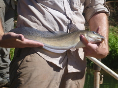 Falsespine Catfish photo 3
